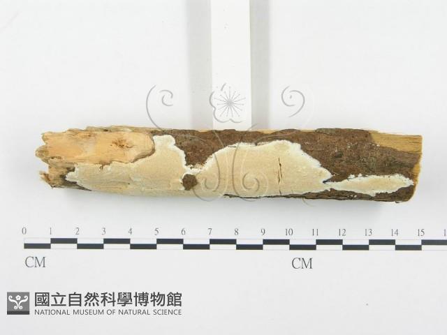 登錄號:F0001354藏品圖，第3張