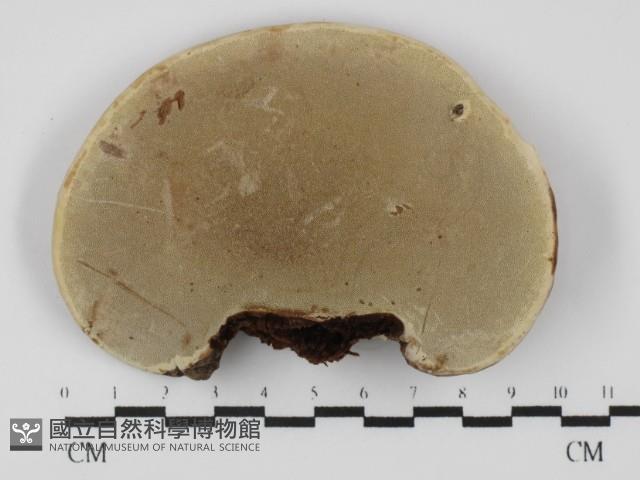 靈芝屬藏品圖，第3張