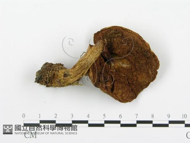 登錄號:F0002354藏品圖，第3張