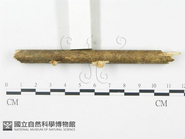 登錄號:F0012354藏品圖，第3張