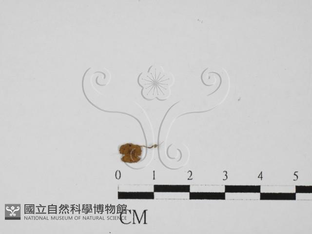 登錄號:F0027354藏品圖，第3張