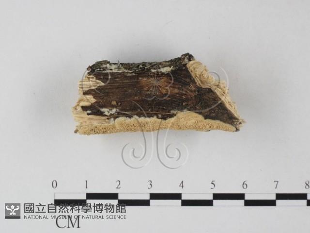 登錄號:F0025354藏品圖，第3張
