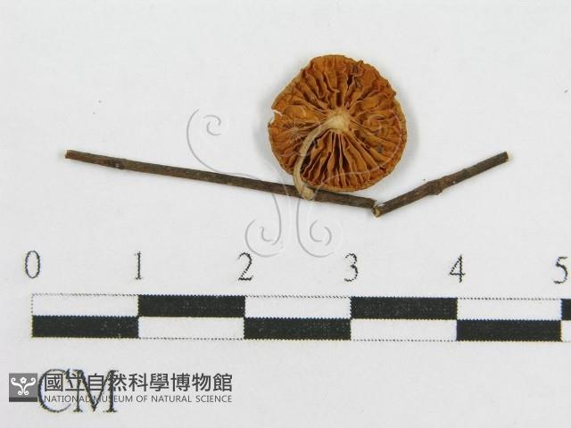 登錄號:F0005354藏品圖，第3張