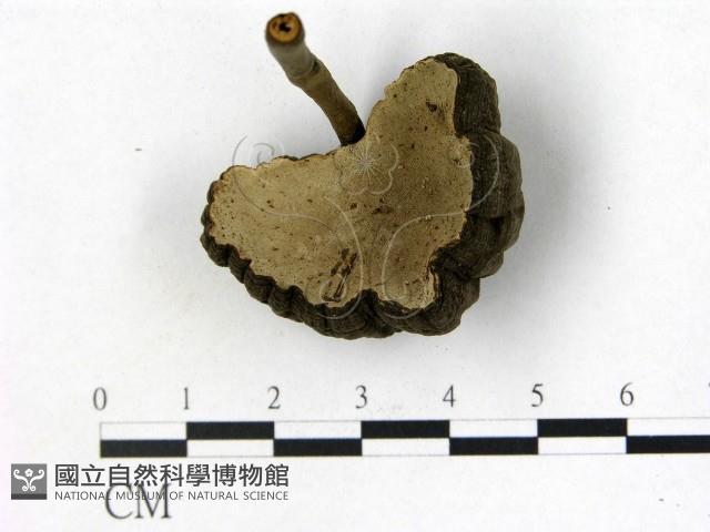 登錄號:F0009354藏品圖，第3張