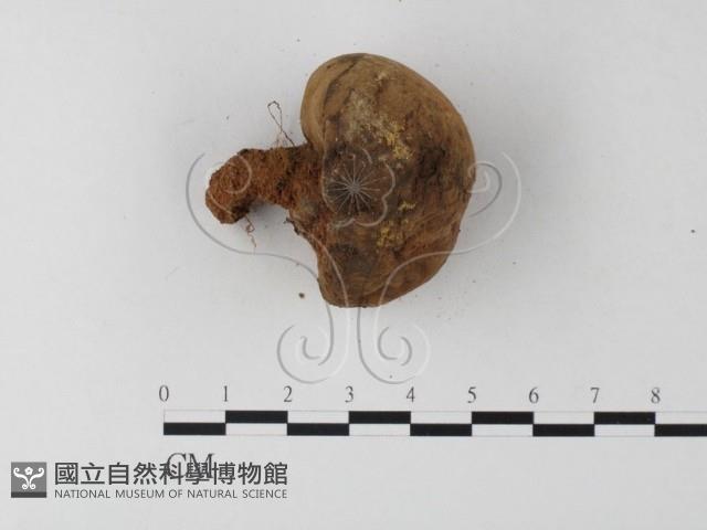 登錄號:F0023354藏品圖，第3張