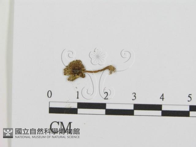 登錄號:F0013354藏品圖，第3張