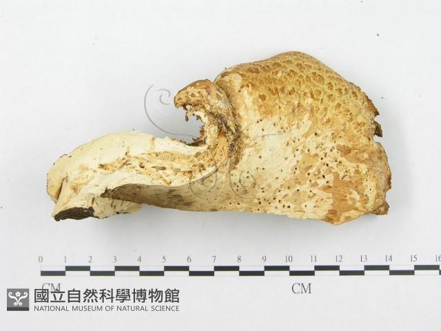 寬鱗多孔菌藏品圖，第3張
