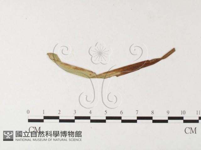 登錄號:F0026244藏品圖，第1張