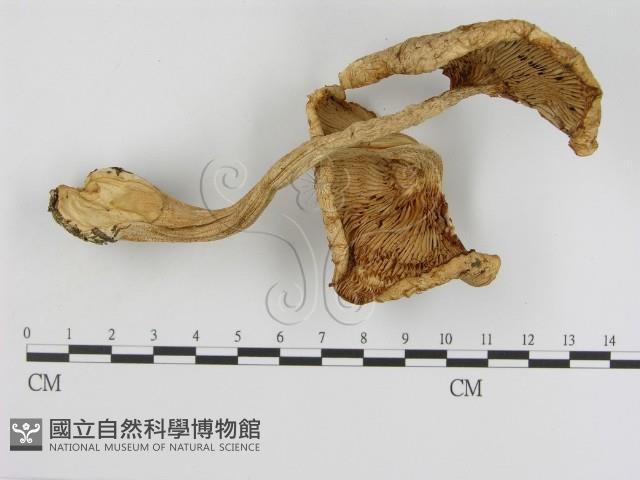 登錄號:F0016244藏品圖，第3張