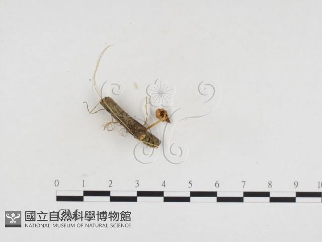 登錄號:F0024244藏品圖，第3張