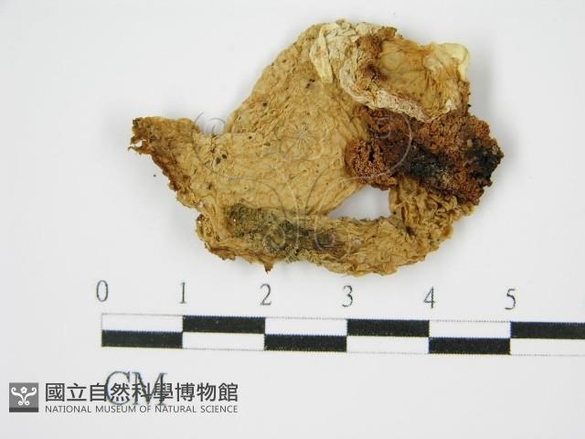 登錄號:F0014244藏品圖，第3張