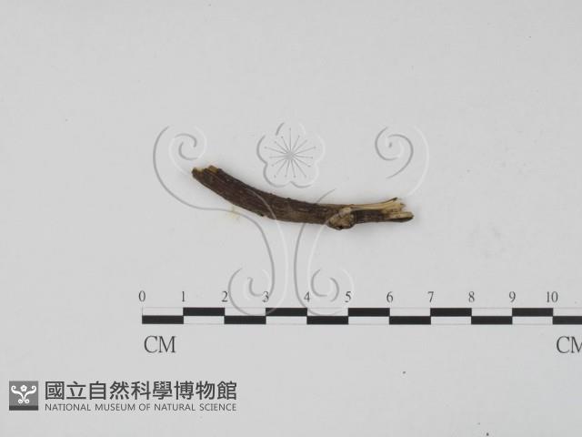 登錄號:F0012244藏品圖，第3張