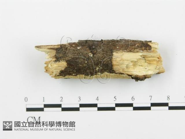 登錄號:F0017244藏品圖，第1張