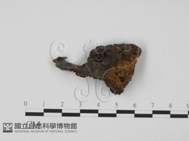 登錄號:F0015244藏品圖，第3張