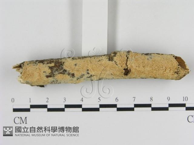 登錄號:F0009244藏品圖，第3張