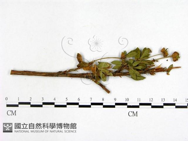登錄號:F0019244藏品圖，第3張