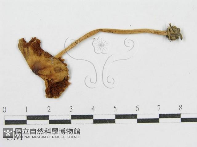 登錄號:F0003244藏品圖，第3張