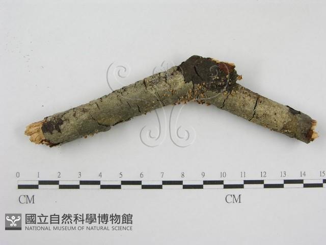 登錄號:F0013244藏品圖，第3張