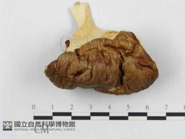 多孔菌屬藏品圖，第3張