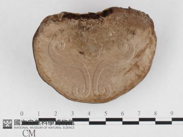 登錄號:F0026844藏品圖，第3張