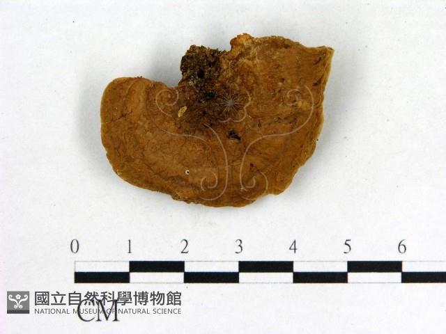 登錄號:F0006844藏品圖，第3張