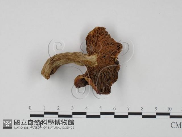 紅菇屬藏品圖，第3張