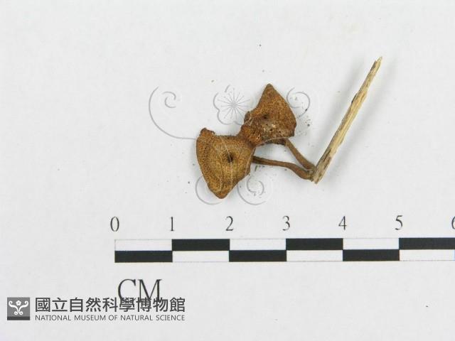 多孔菌屬藏品圖，第3張