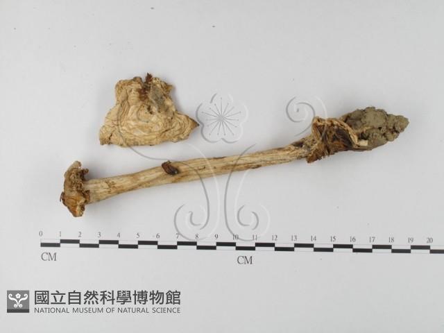 鵝膏屬藏品圖，第3張