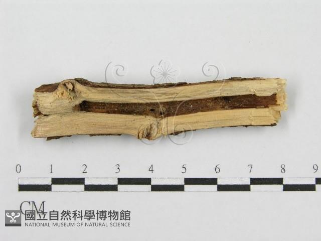 筍殼菌屬藏品圖，第3張