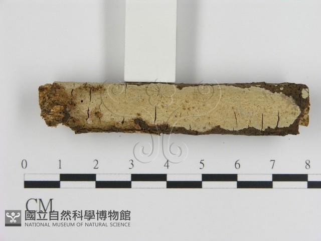 刺皮菌屬藏品圖，第3張