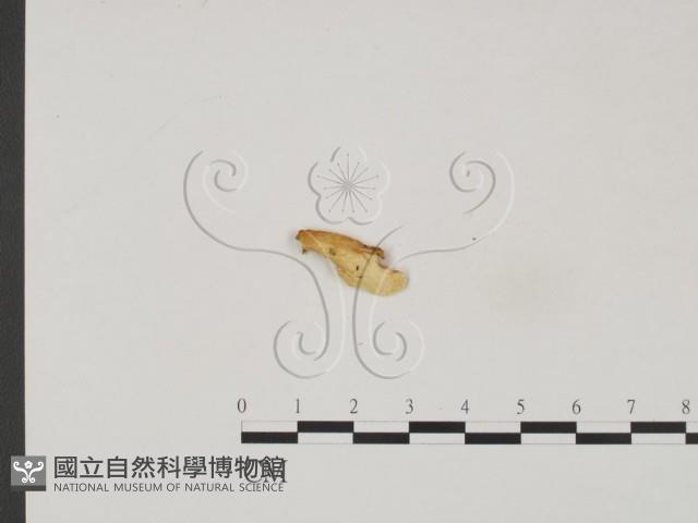 登錄號:F0019844藏品圖，第3張