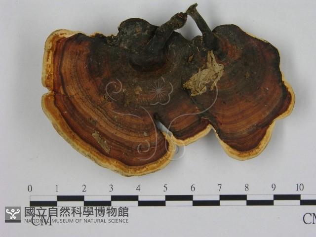 相鄰小孔菌藏品圖，第3張