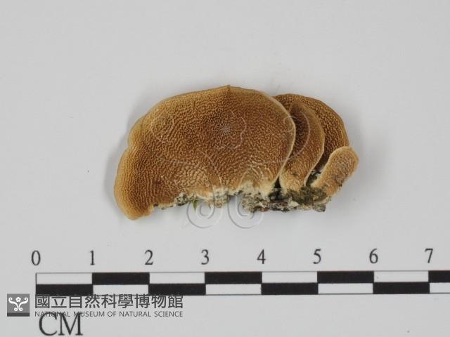 附毛菌屬藏品圖，第3張