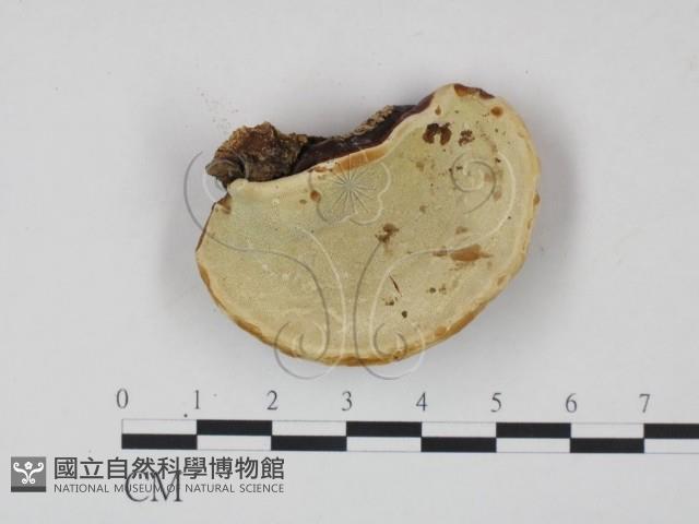 靈芝屬藏品圖，第3張