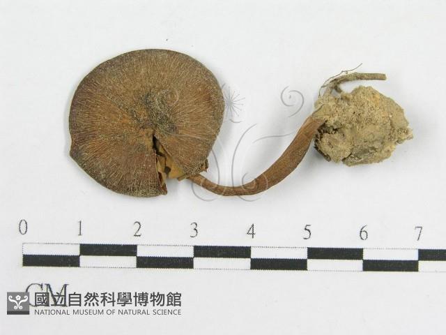 粉褶菌屬藏品圖，第3張