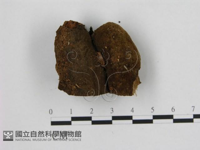 登錄號:F0006944藏品圖，第3張