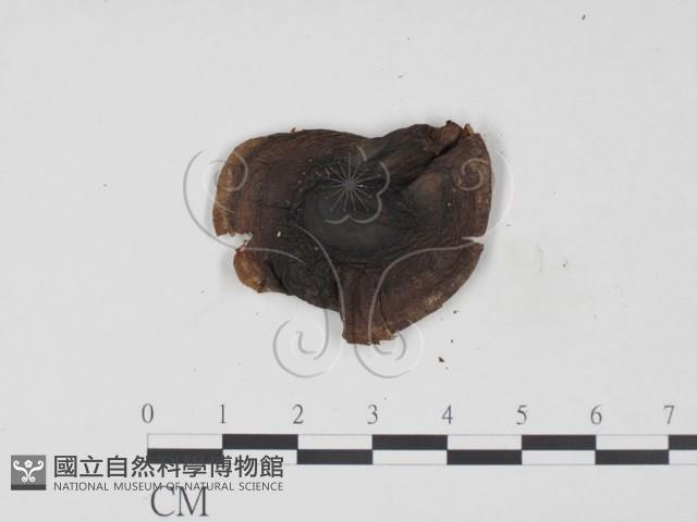 登錄號:F0021944藏品圖，第3張