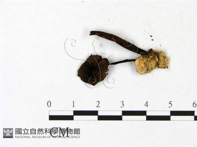 登錄號:F0022944藏品圖，第3張