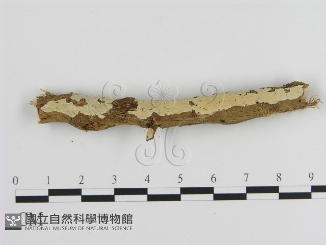 登錄號:F0002944藏品圖，第3張