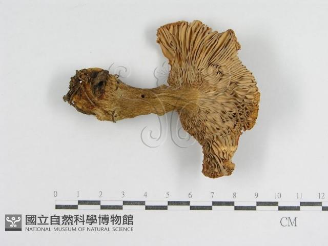 登錄號:F0012944藏品圖，第3張