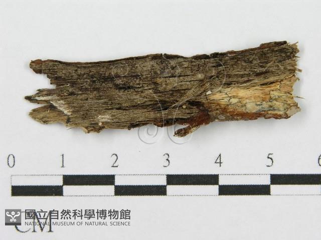 筍殼菌屬藏品圖，第3張