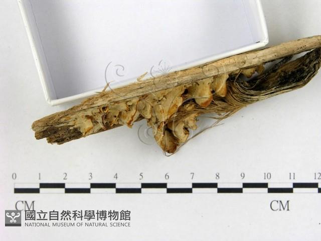 膠孔菌屬藏品圖，第3張