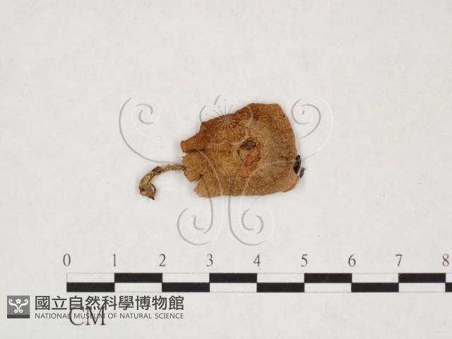 登錄號:F0025944藏品圖，第3張