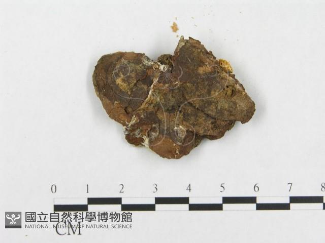 登錄號:F0005944藏品圖，第3張