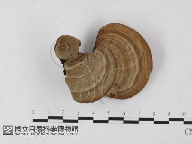 登錄號:F0023944藏品圖，第3張