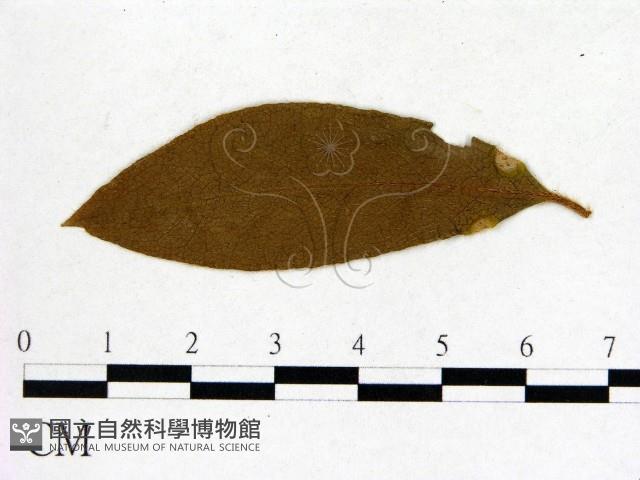 登錄號:F0020644藏品圖，第3張