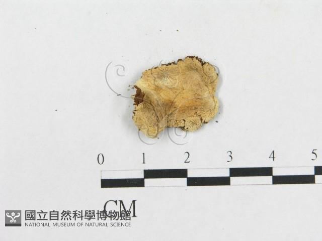 登錄號:F0000644藏品圖，第3張