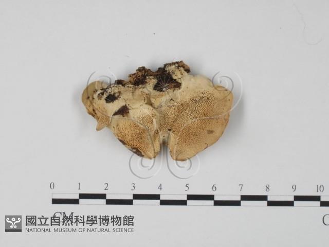 登錄號:F0006644藏品圖，第3張