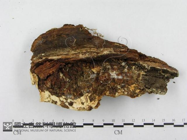 登錄號:F0004644藏品圖，第3張