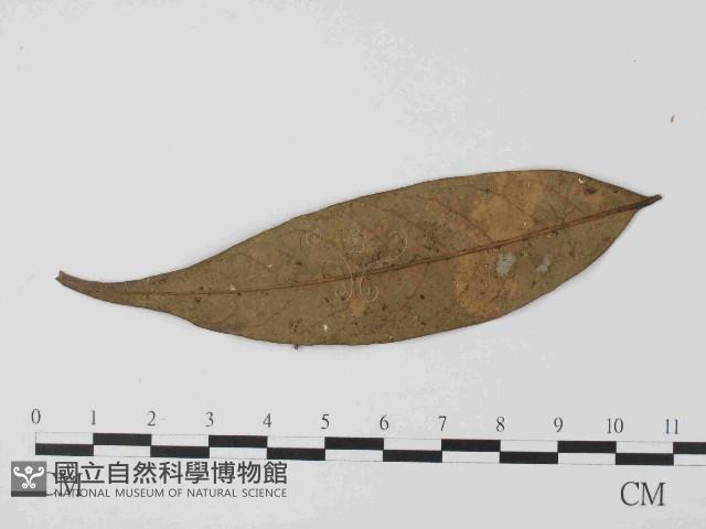 登錄號:F0014644藏品圖，第3張